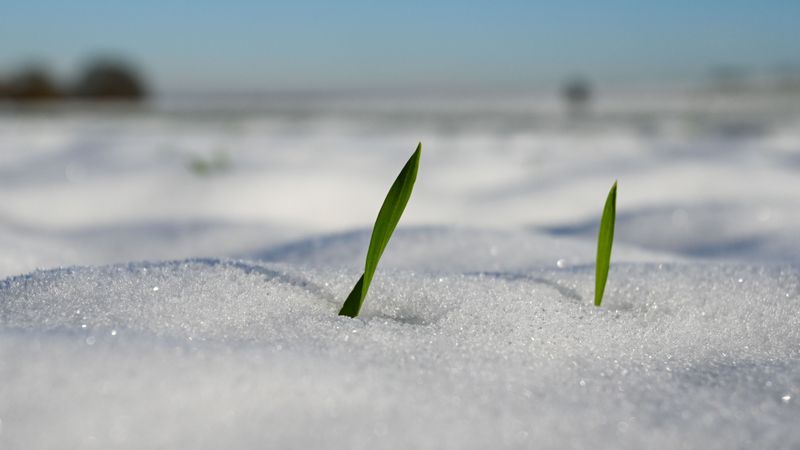 Nutrient Storage For Winter Gets Disrupted