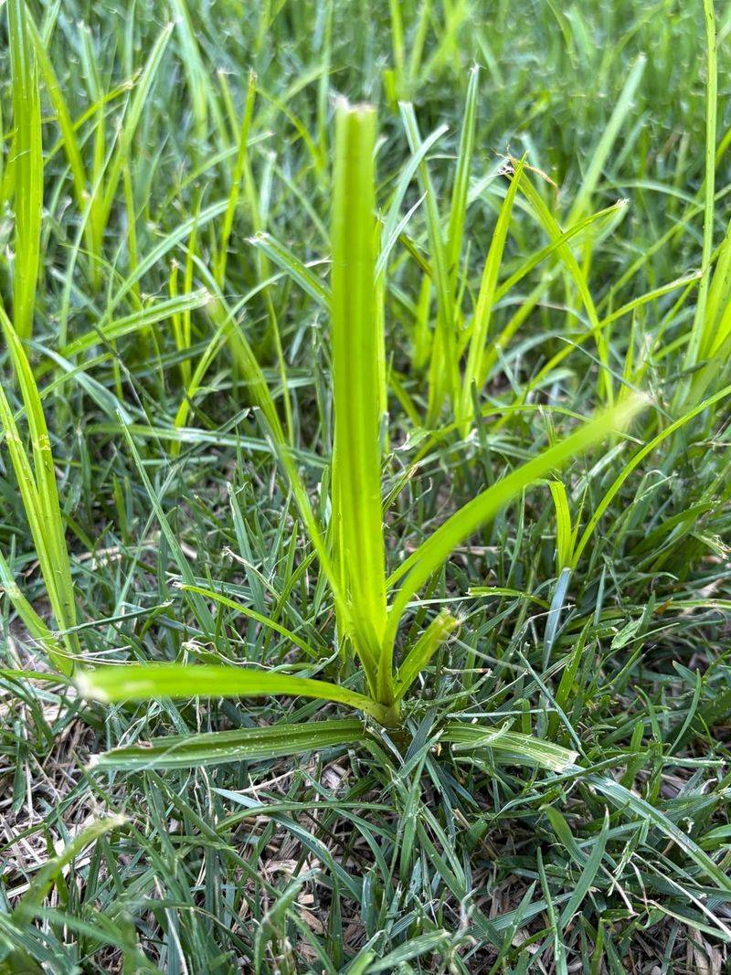 Nutrients Get Pulled Away From Desired Plants By Johnsongrass Nutrients Get Pulled Away From Desired Plants By Johnsongrass
