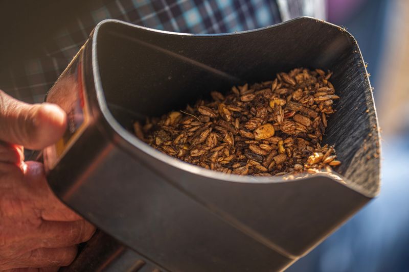 Nutritional Benefits Of Distillery Grain Leftovers For Soil And Plants