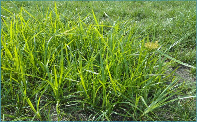 Nutsedge Keeps Returning From Underground Tubers Nutsedge Keeps Returning From Underground Tubers