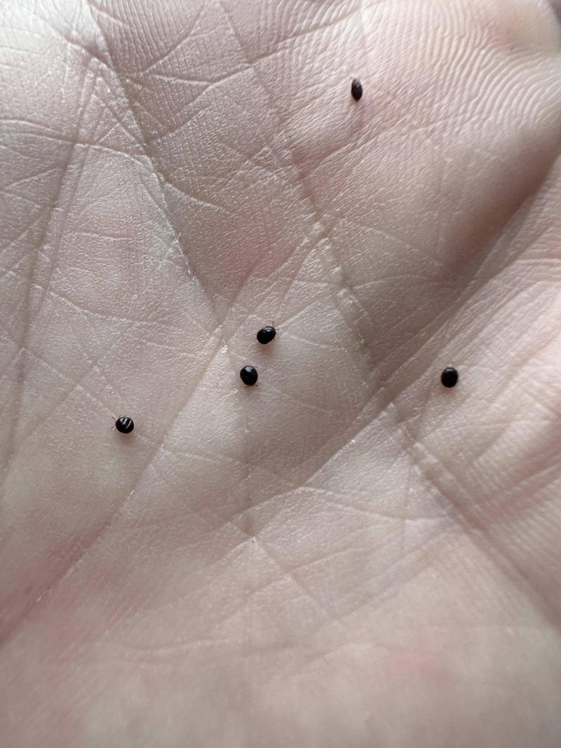 Nymphs And Larvae Peak At Different Times