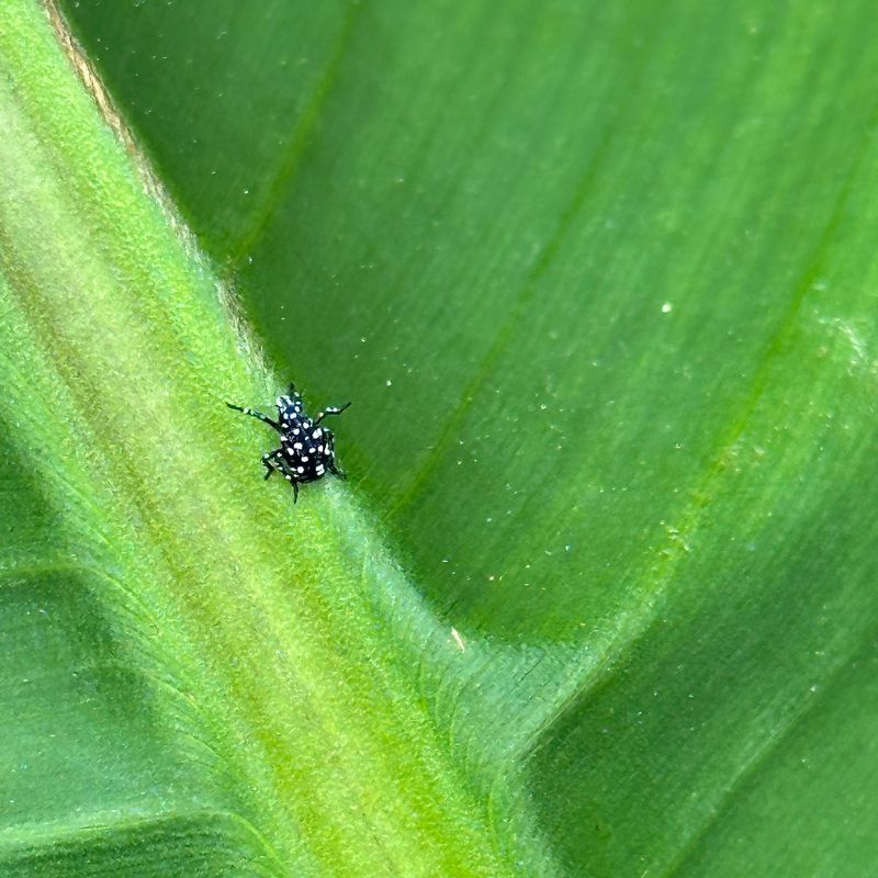 Nymphs Can Be The First Warning