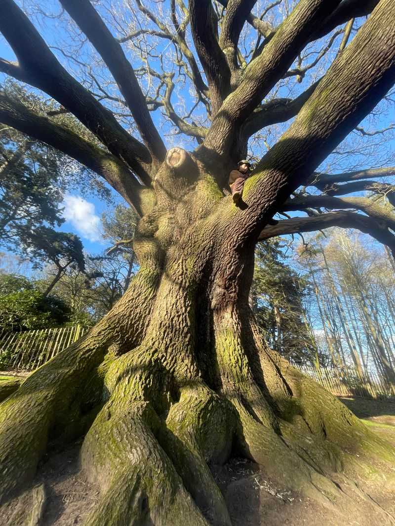 Oak Trees Benefit From Fertilizer Only When A Problem Appears