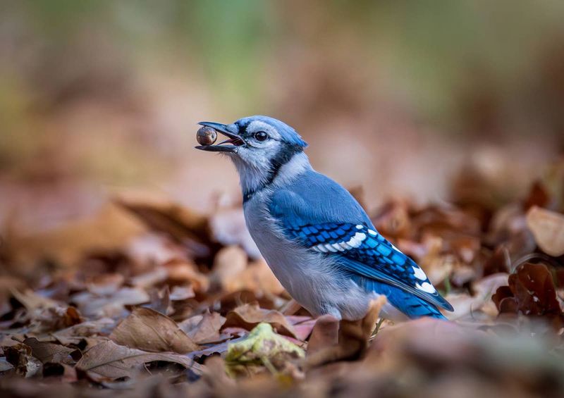 Oak Trees Give Blue Jays One Of The Foods They Value Most