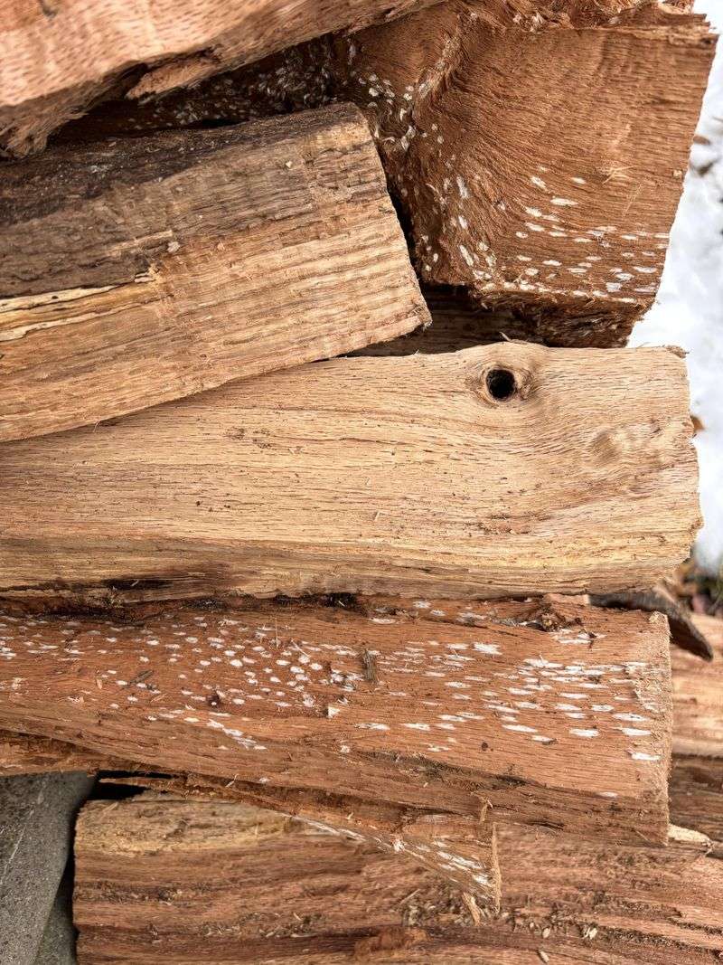 Oak Wilt Can Travel With Infected Oak Firewood Oak Wilt Can Travel With Infected Oak Firewood