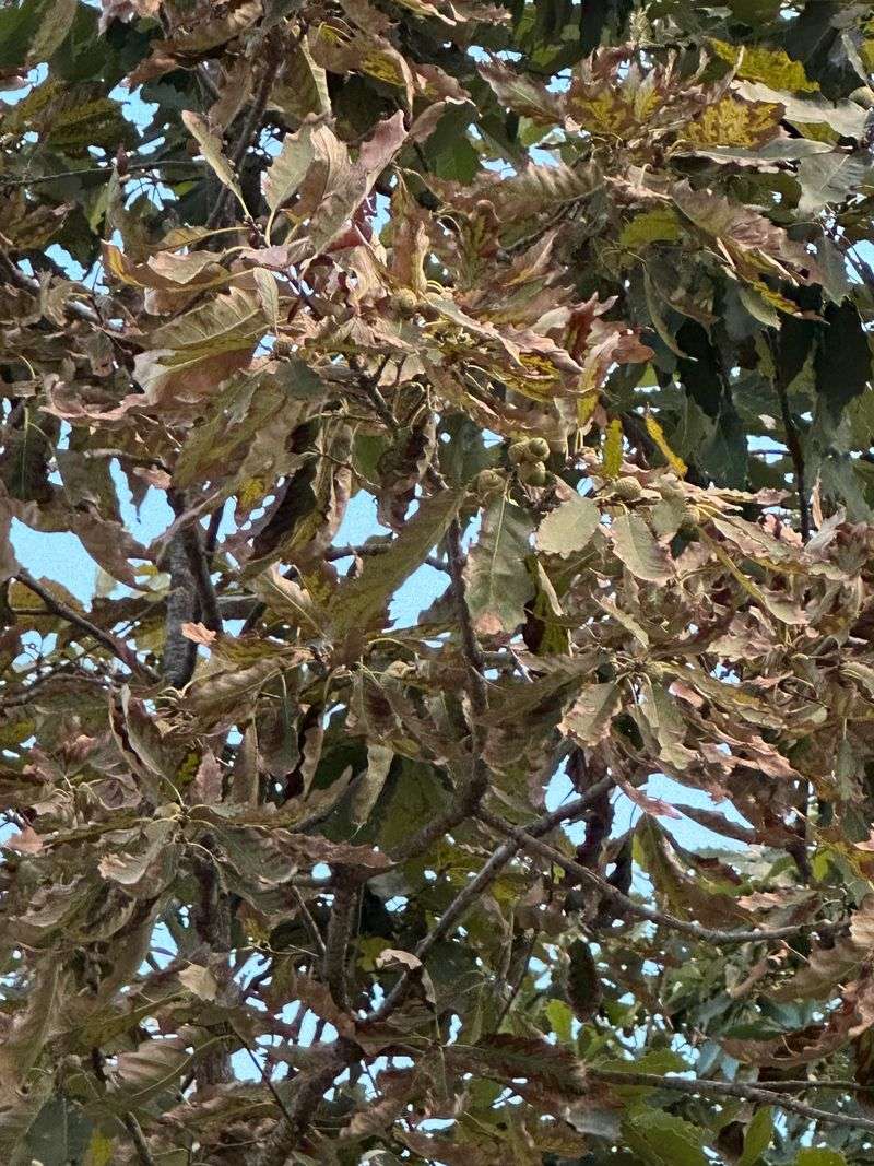 Oak Wilt Still Deserves Attention When Planting An Oak