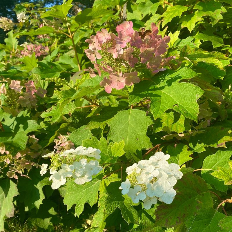 Oakleaf Blooms Also Depend On Older Stems