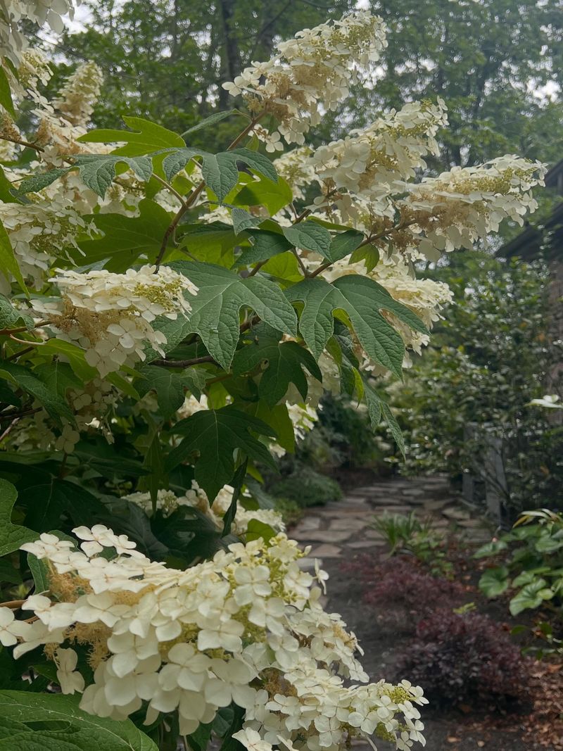 Oakleaf Hydrangea