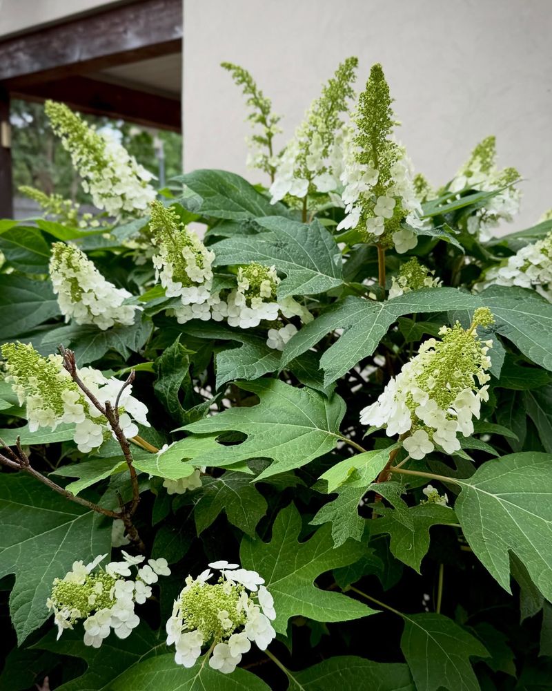 Oakleaf Hydrangea