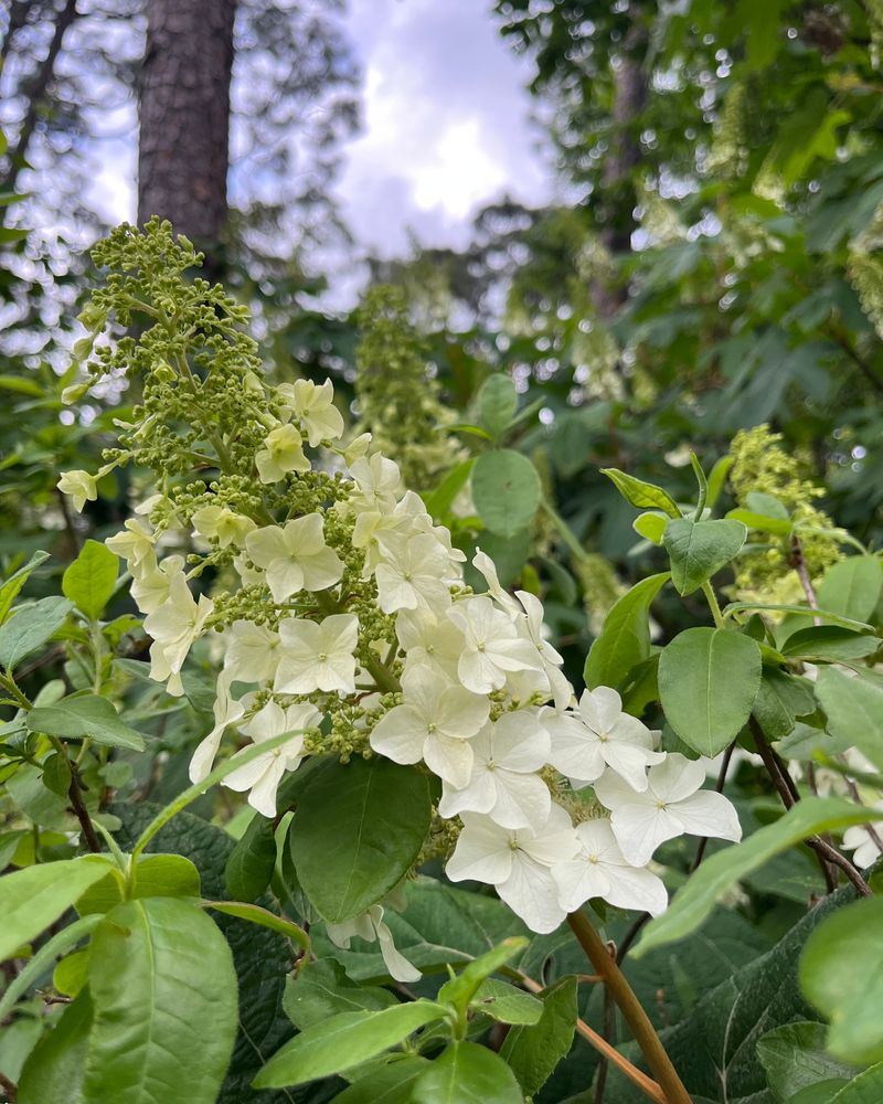 Oakleaf Hydrangea Makes A Strong Native Nandina Alternative