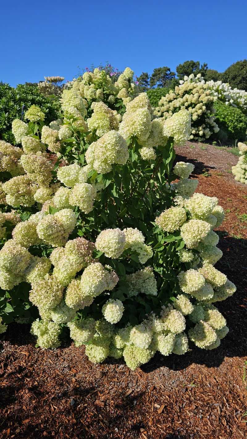 Oakleaf Hydrangea