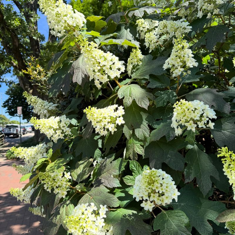Oakleaf Hydrangeas Also Need Their Old Wood Protected