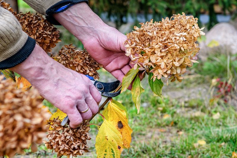 Oakleaf Hydrangeas Better Left Alone Once Fall Starts