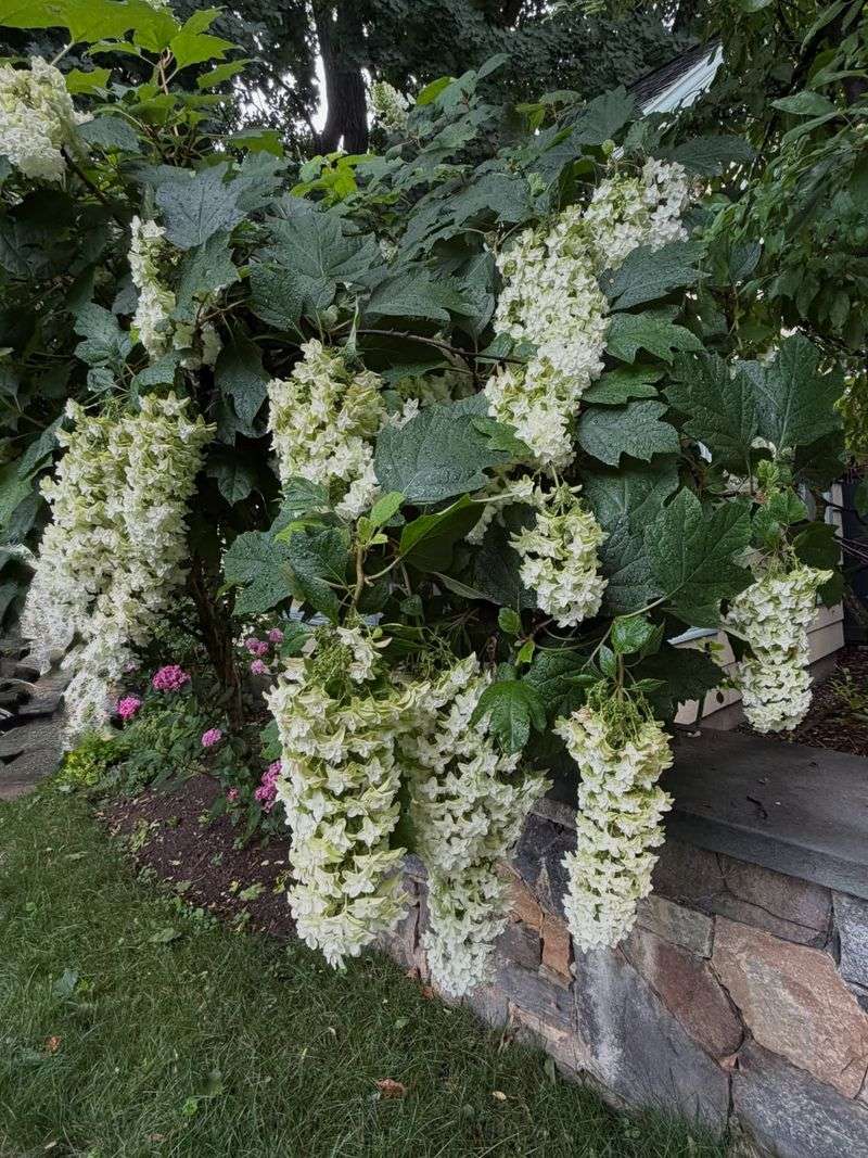 Oakleaf Hydrangeas Bloom From Older Stems Oakleaf Hydrangeas Bloom From Older Stems