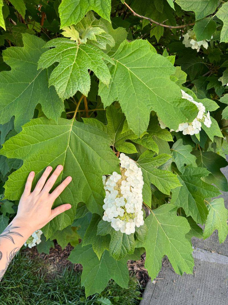 Oakleaf Hydrangeas Do Not Need A Heat-Season Haircut Oakleaf Hydrangeas Do Not Need A Heat-Season Haircut