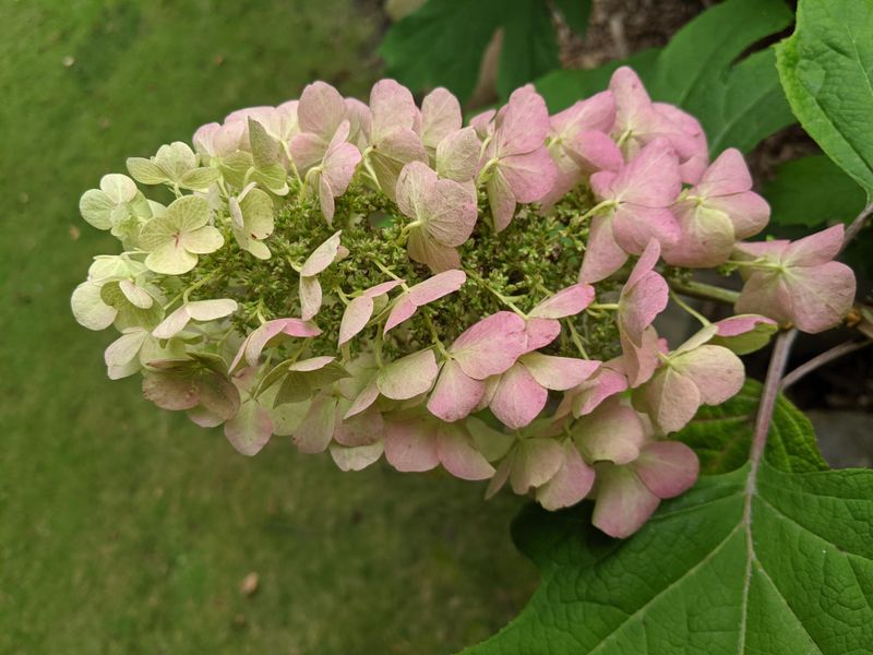 Oakleaf Hydrangeas Looking Better As Blooms Age
