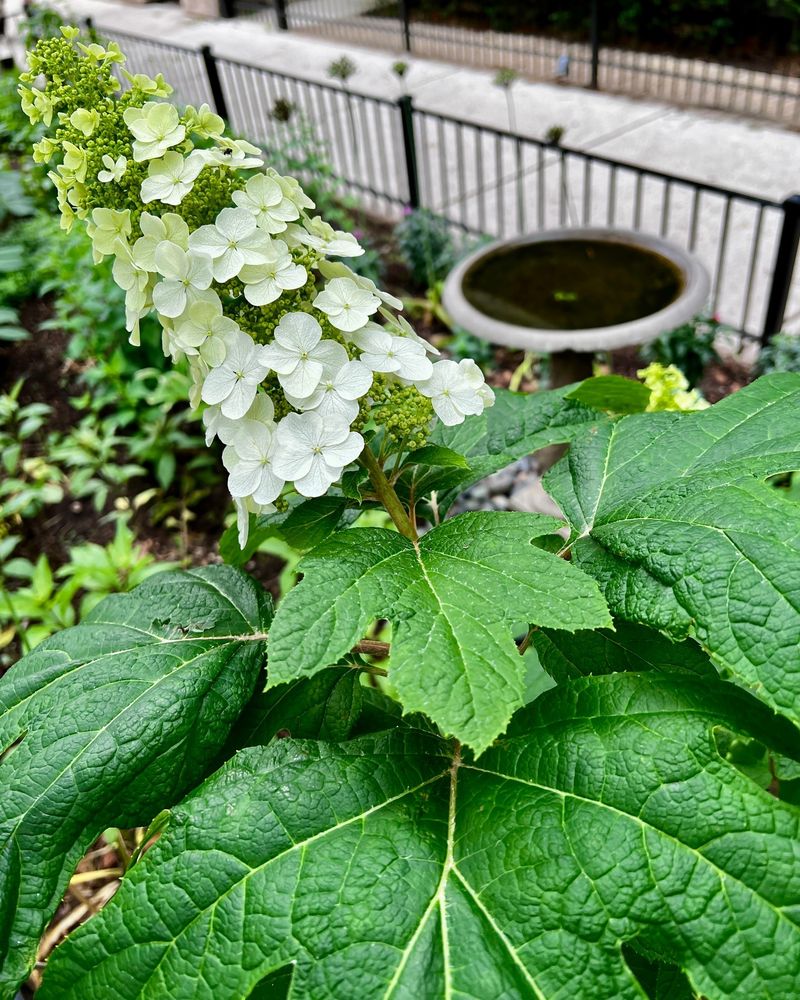 Oakleaf Hydrangeas Oakleaf Hydrangeas