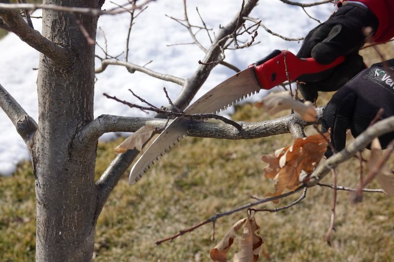Oaks Are Better Left Until Winter Oaks Are Better Left Until Winter