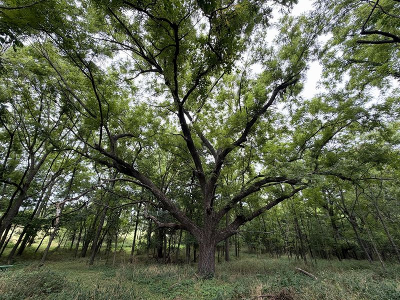 Oaks, Hickories And Pecans Most Affected In Virginia