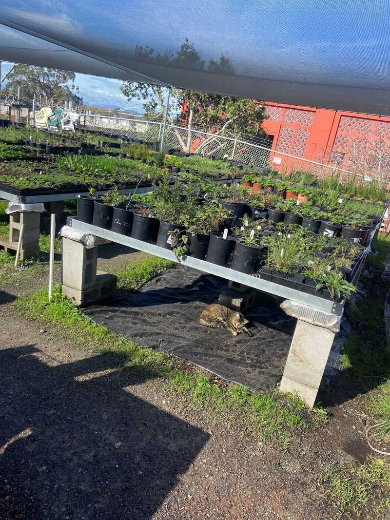 Oaktown Native Plant Nursery - Berkeley