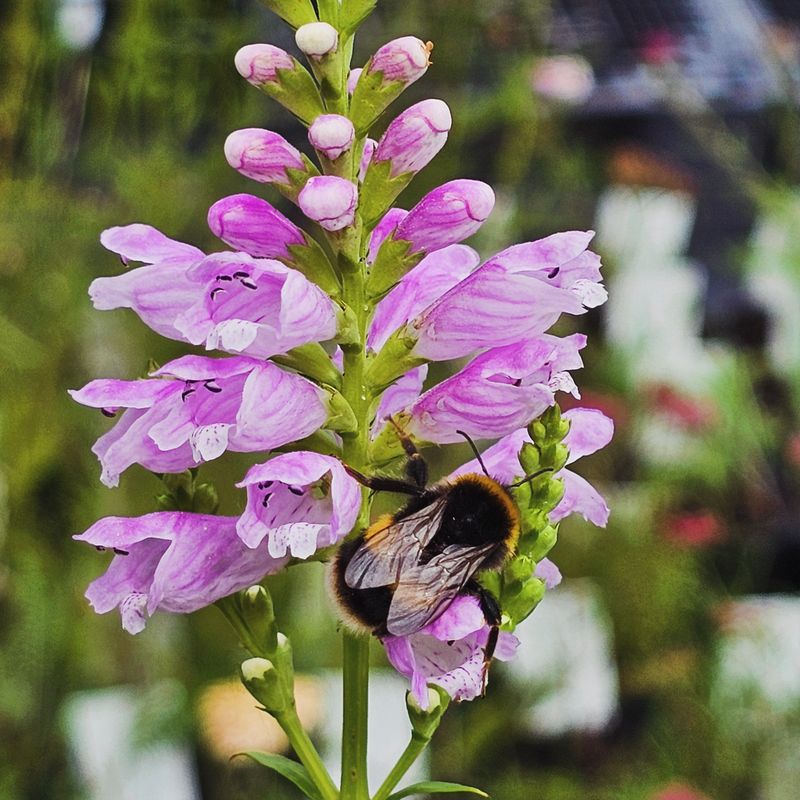 Obedient Plant