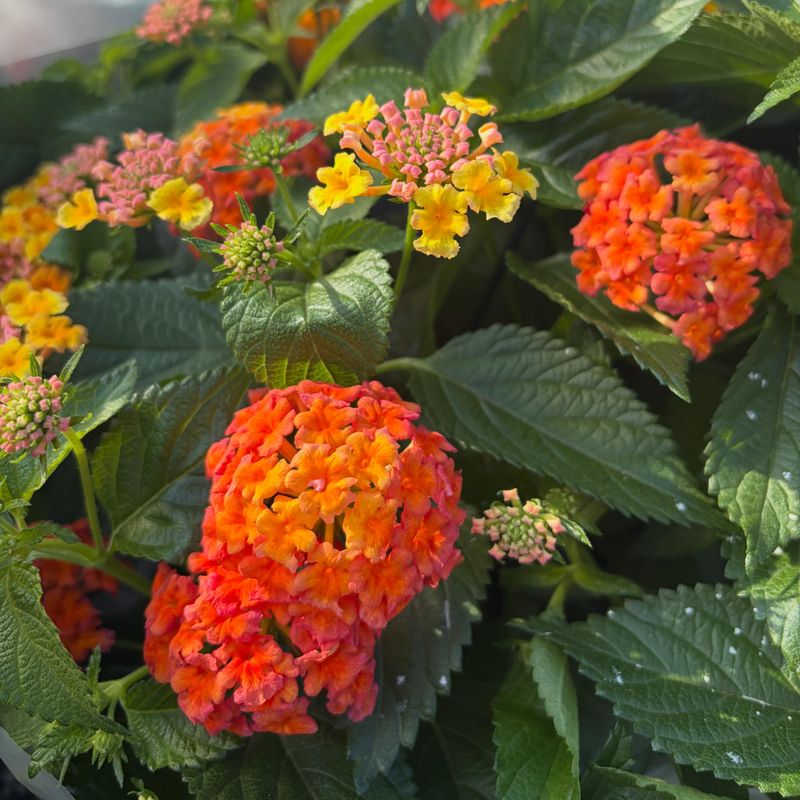 Occasional Deep Watering Beats Frequent Light Sprinkling Occasional Deep Watering Beats Frequent Light Sprinkling