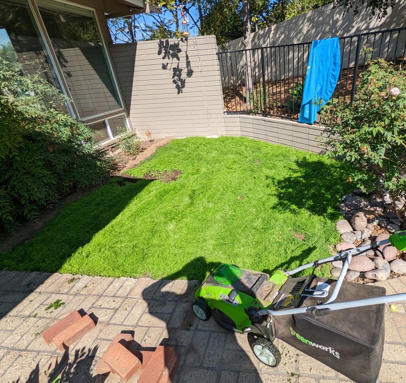 Occasional Mowing Can Keep It Looking Neater