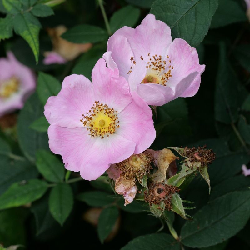 Occasional Pruning Encourages Strong New Growth