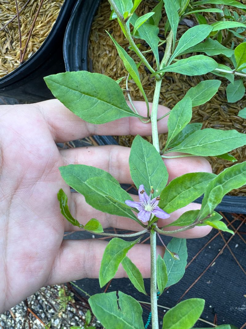 Occasional Pruning Keeps Growth Manageable