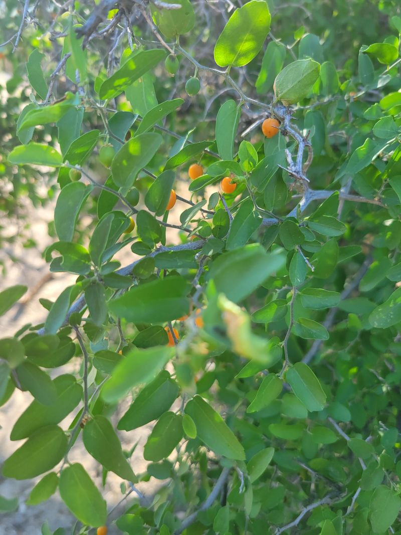 Occasional Pruning Shapes A Strong Canopy Occasional Pruning Shapes A Strong Canopy