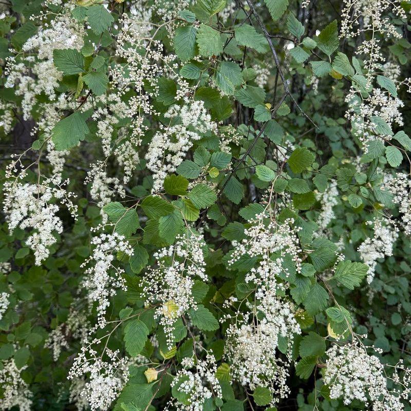 Oceanspray Bringing Fluffy Blooms To Tough Spots Oceanspray Bringing Fluffy Blooms To Tough Spots