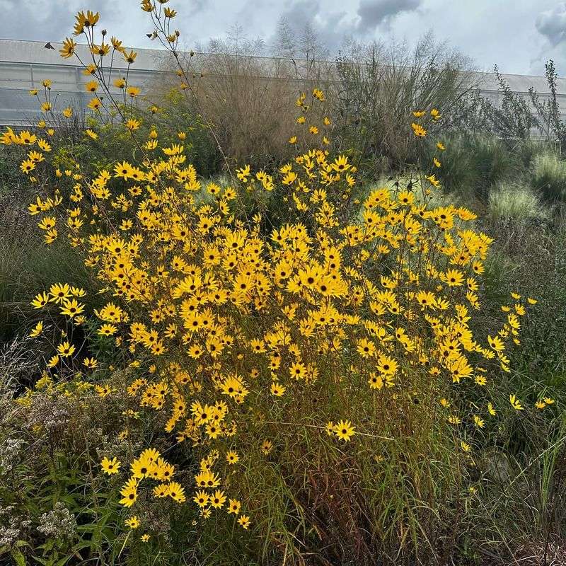 October Blooms Make It Especially Valuable