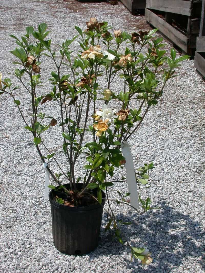 October Pruning Can Cut Into Next Season's Flowers