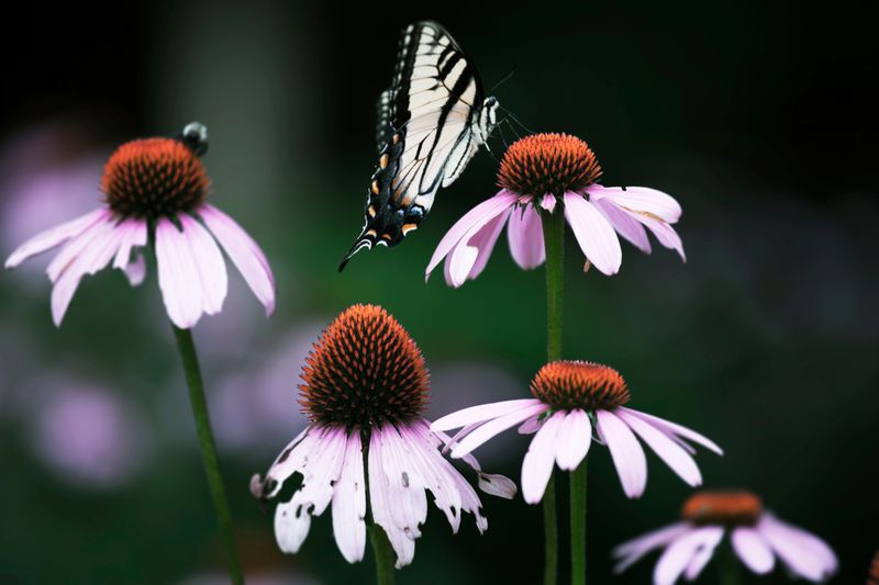 Offer Native Plants As Emergency Food Offer Native Plants As Emergency Food