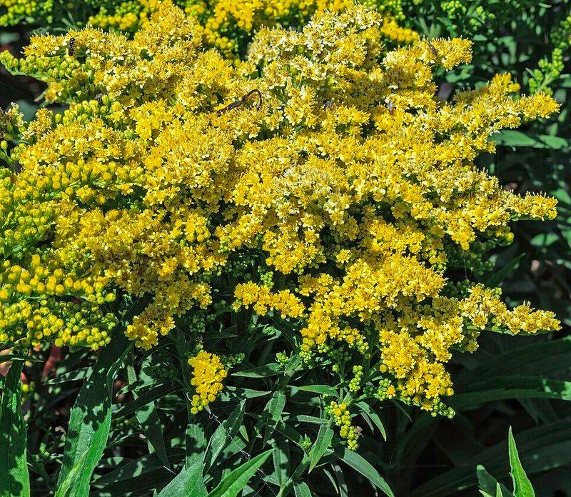 Ohio Has Goldenrods For Sun And Shade