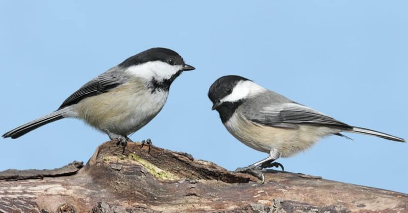 Ohio Hosts Two Chickadee Lookalikes Ohio Hosts Two Chickadee Lookalikes