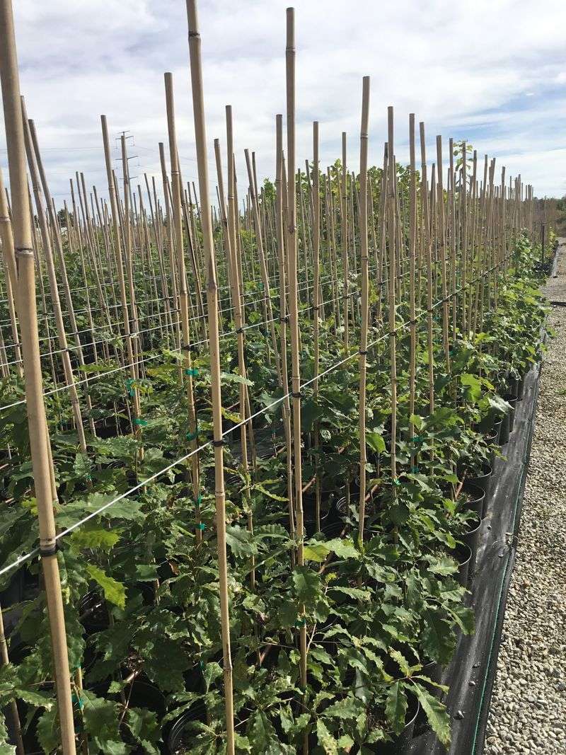 Ohio Native Habitat Nursery Thinks Beyond The Typical Backyard Tree Ohio Native Habitat Nursery Thinks Beyond The Typical Backyard Tree