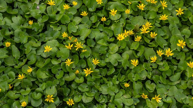Ohio Put Lesser Celandine On The No-Sale List Ohio Put Lesser Celandine On The No-Sale List