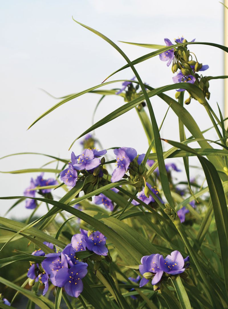 Ohio Spiderwort Handles Heat With Blue Blooms Ohio Spiderwort Handles Heat With Blue Blooms