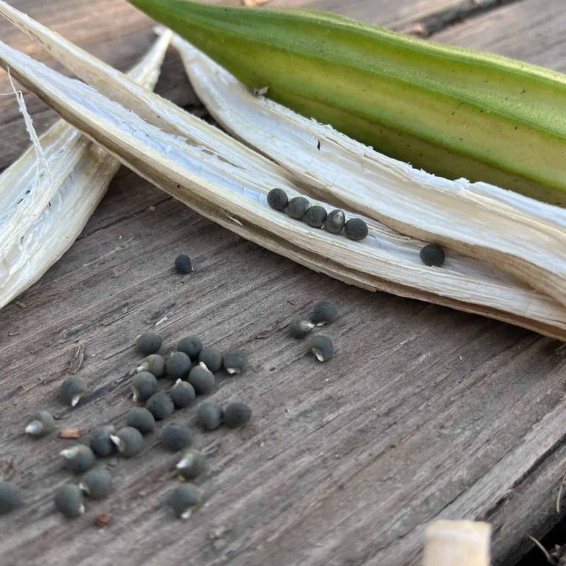 Okra Okra