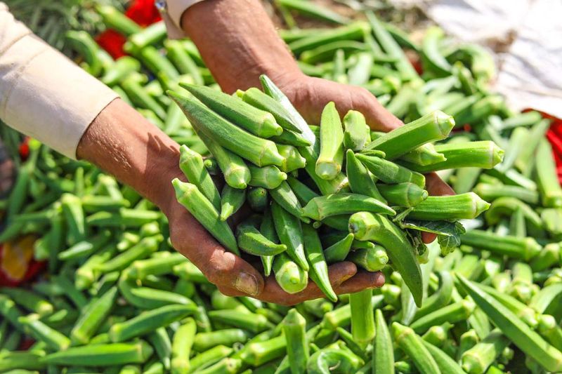 Okra Keeps The Harvest Moving Farther South Okra Keeps The Harvest Moving Farther South