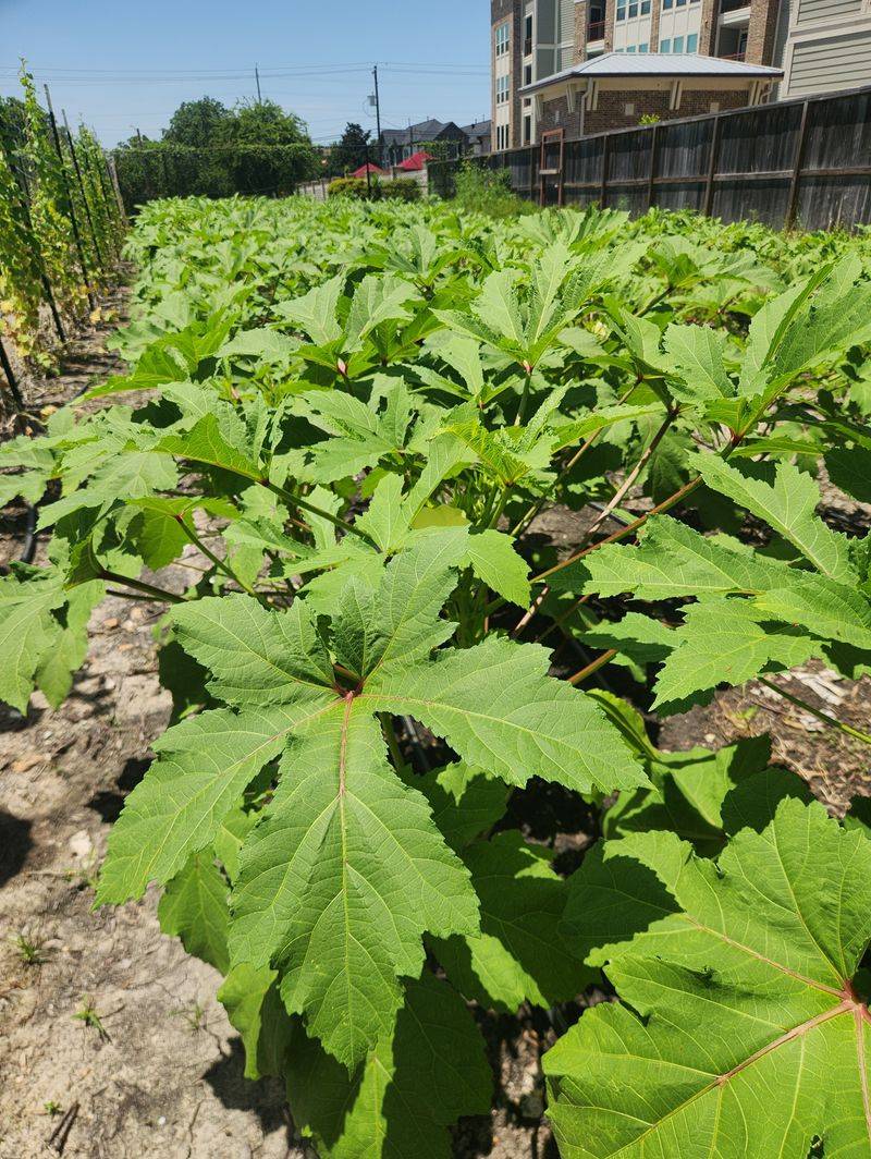 Okra Pods Change Fast Okra Pods Change Fast