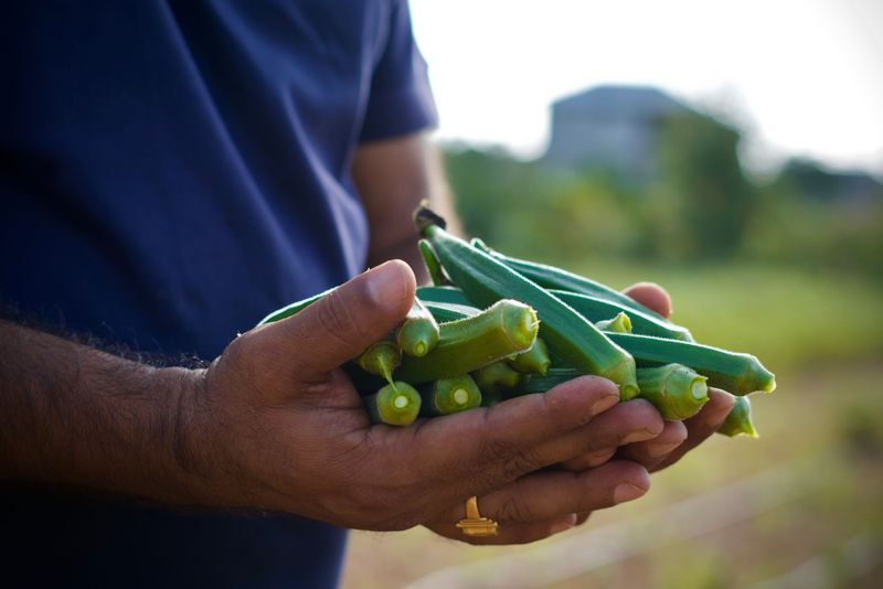 Okra Pushes Through With Steady Care Okra Pushes Through With Steady Care