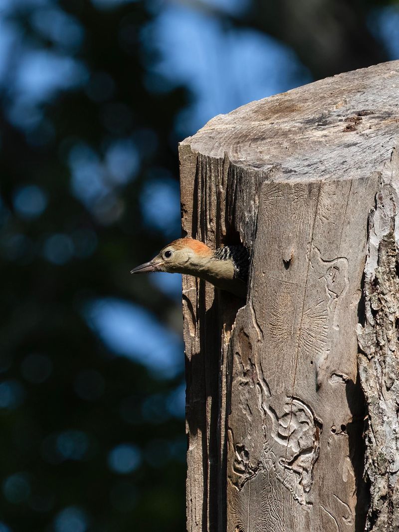 Old Cavities Can Turn Into Nesting Or Roosting Sites