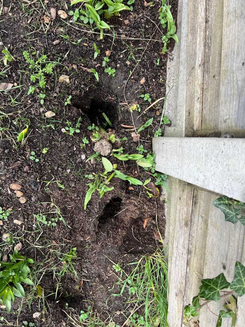 Old Mulch Layers Can Hide Activity For Months Old Mulch Layers Can Hide Activity For Months