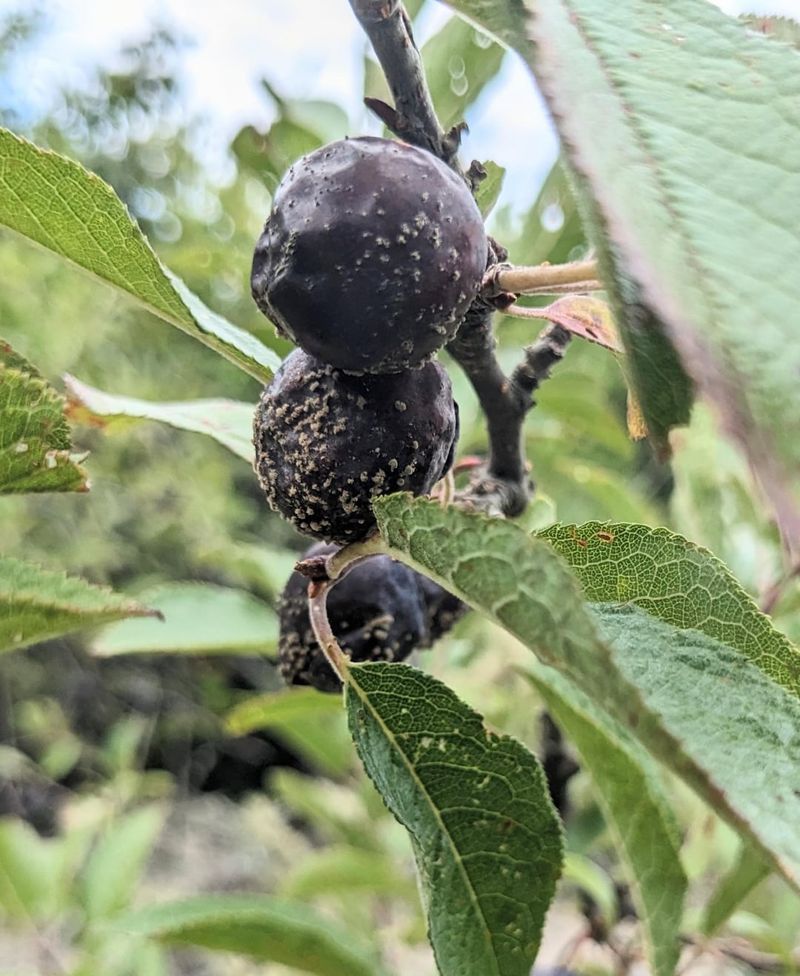 Old Mummified Fruit Keeps Brown Rot Nearby Old Mummified Fruit Keeps Brown Rot Nearby
