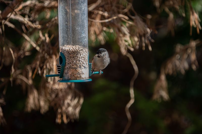 Old Or Wet Seed Inside The Feeder Turns Birds Away Old Or Wet Seed Inside The Feeder Turns Birds Away