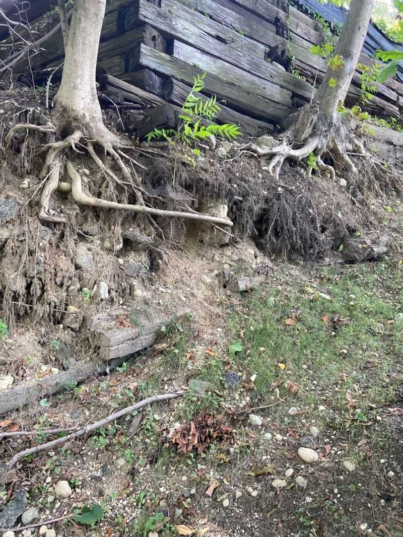 Old Wall Failure Can Complicate A Root Damage Claim Old Wall Failure Can Complicate A Root Damage Claim