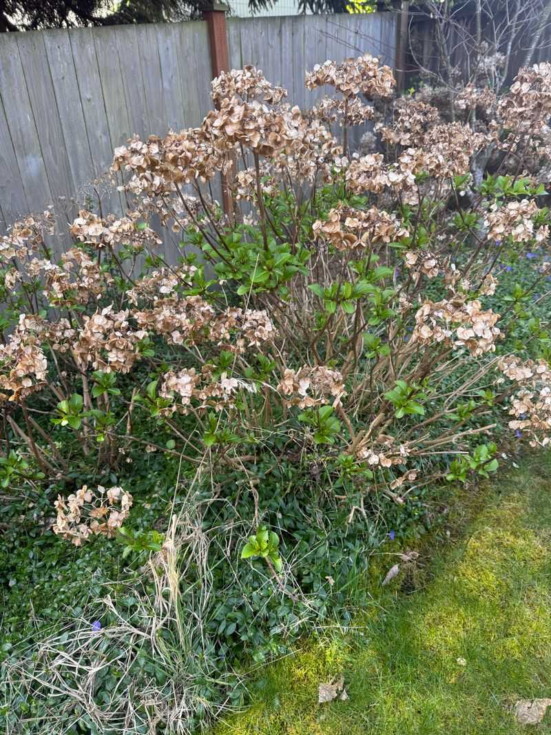 Old-Wood Hydrangeas Are The Ones To Leave Alone