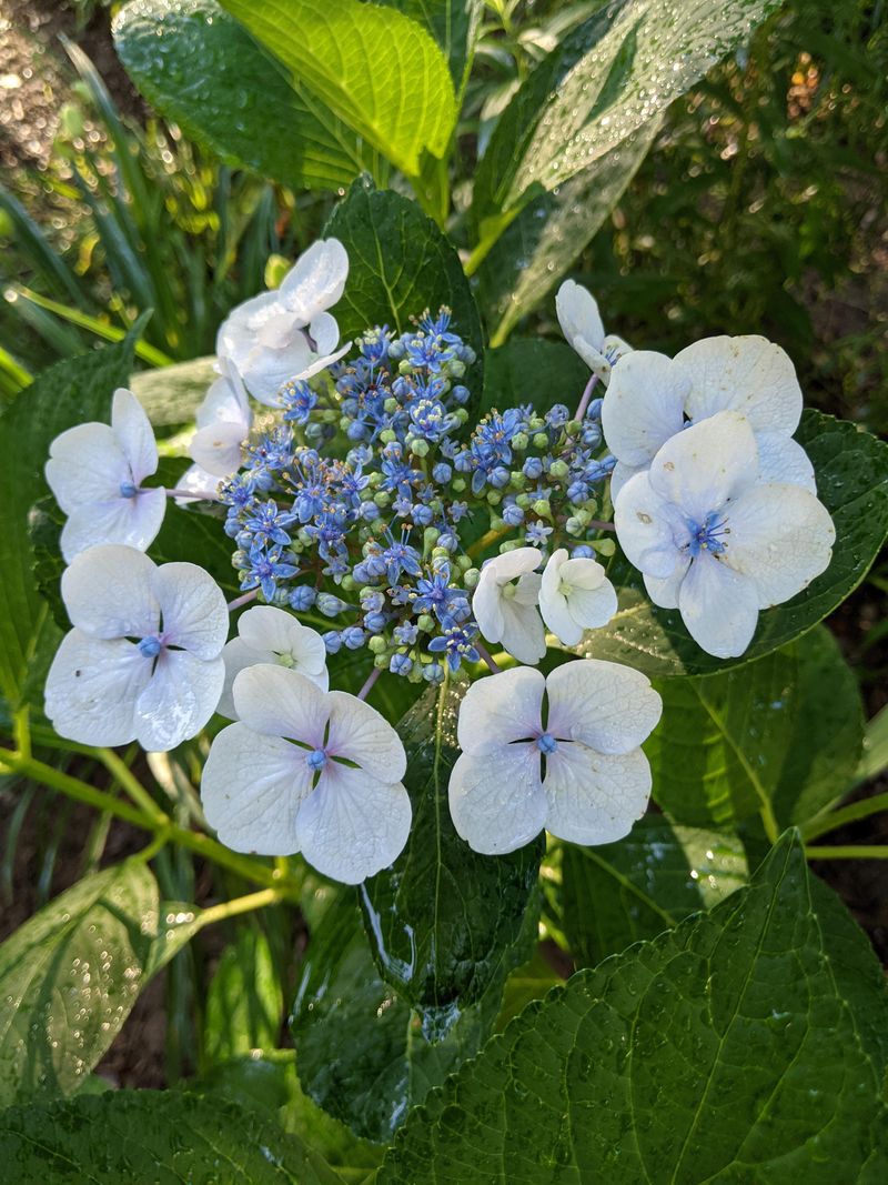 Old Wood Is Already Holding Next Year’s Flowers Old Wood Is Already Holding Next Year’s Flowers